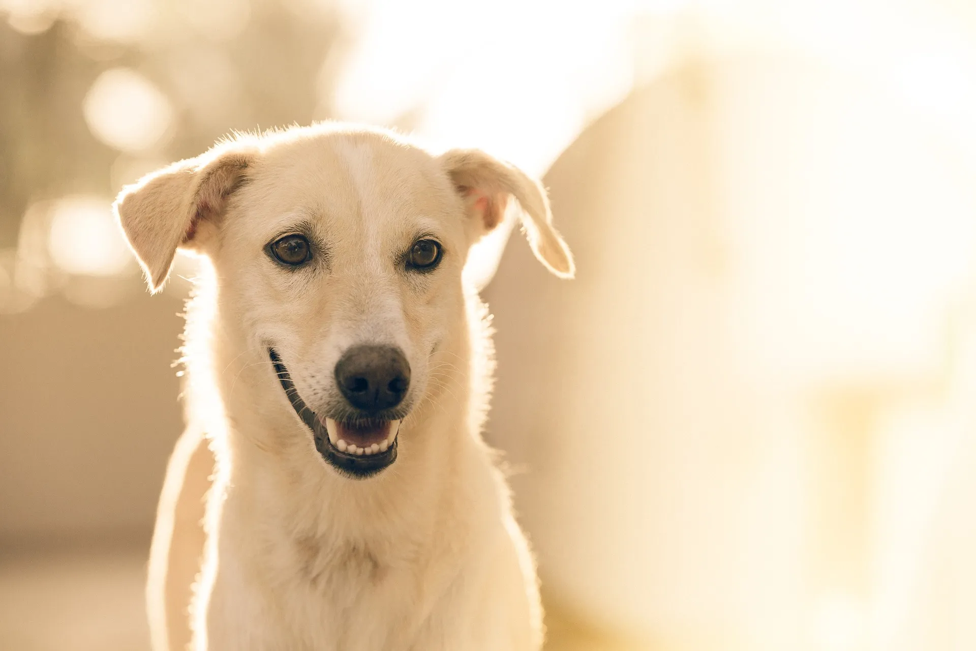 post-adozione_cane