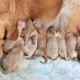 Cucciolo cane 60 giorni