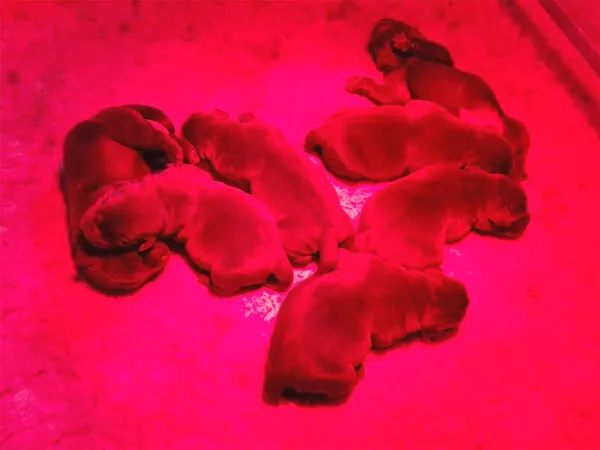 Periodo di Transizione cucciolo cane Periodo di Transizione