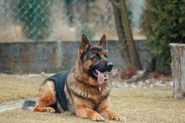 Memoria di razza: l’insieme delle caratteristiche specifiche di una determinata razza canina che ne determina il comportamento del cane Memoria di razza: l’insieme delle caratteristiche specifiche di una determinata razza canina che ne determina il comportamento del cane