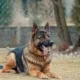 Memoria di razza: l’insieme delle caratteristiche specifiche di una determinata razza canina che ne determina il comportamento del cane