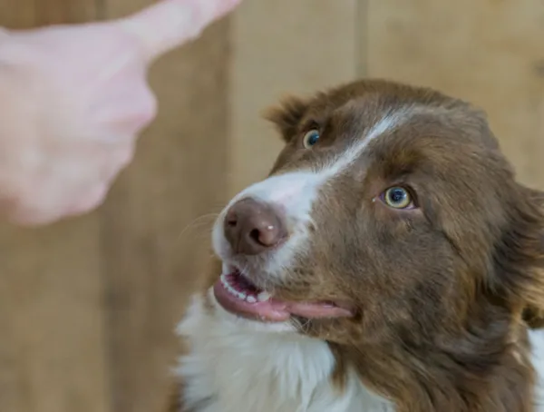 Come sgridare il cane? Ecco 3 consigli che puoi mettere in pratica subito Come sgridare il cane? Ecco 3 consigli che puoi mettere in pratica subito
