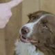 Come sgridare il cane? Ecco 3 consigli che puoi mettere in pratica subito