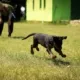 TECNICHE DI ADDESTRAMENTO CANI: ecco le basi da conoscere