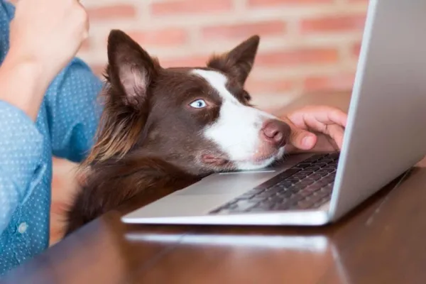 Videocall-addestramento-cani