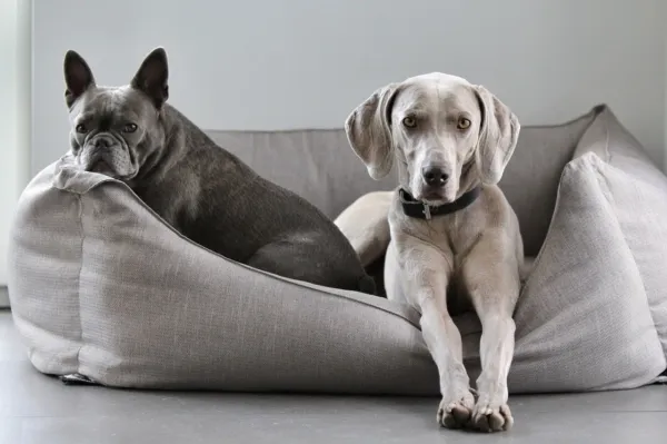 Il cane non entra nella cuccia: come comportarsi? Il cane non entra nella cuccia: come comportarsi?